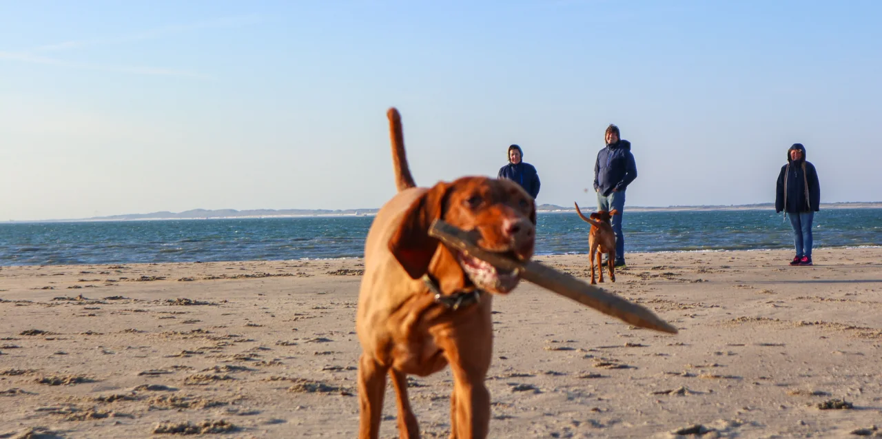 dog-beach1-europarcs-schoneveld