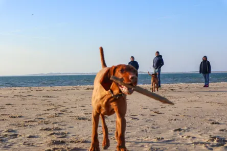 dog-beach1-europarcs-schoneveld
