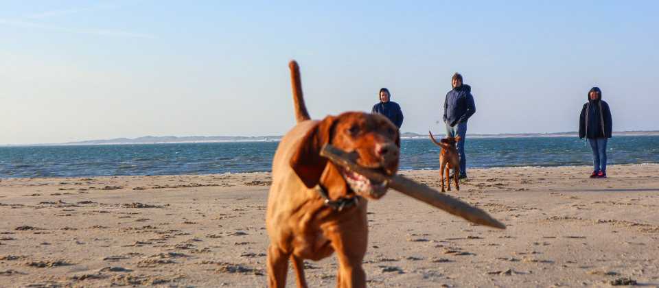 dog-beach1-europarcs-schoneveld