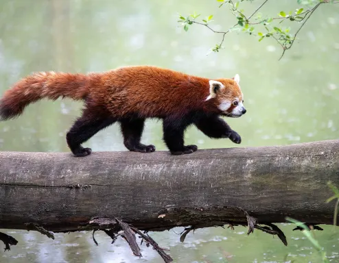 Gaiazoo Kerkrade Red Panda Zoo