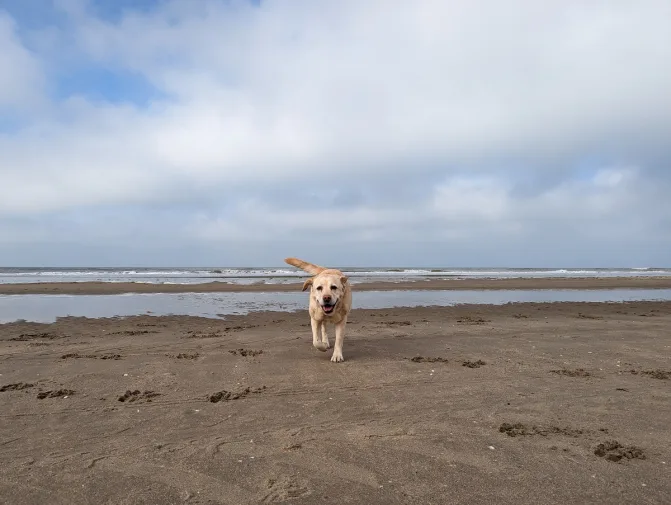 hond-labrador-strand-zand-zee-nederland