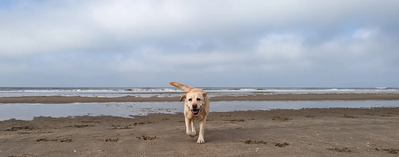 hund-labrador-strand-sand-see-holländisch