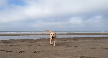 hond-labrador-strand-zand-zee-nederland