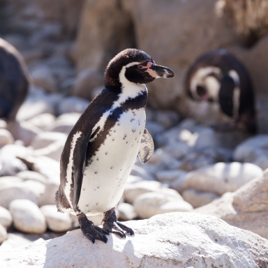 pinguins animals