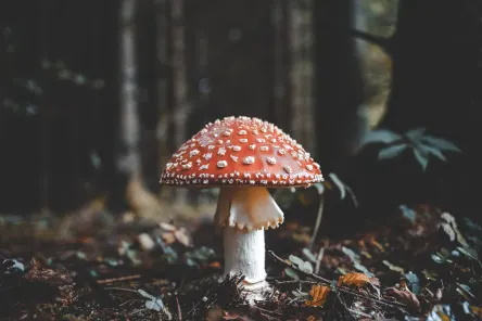 Mushroom autumn