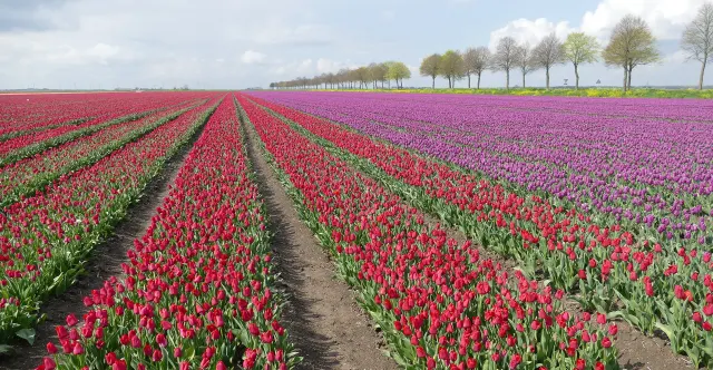 Tulips Flevoland
