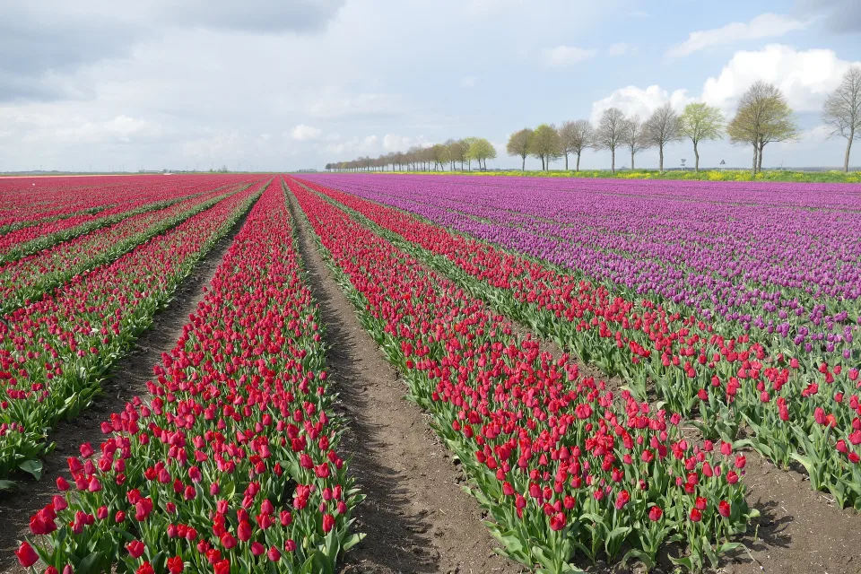 Tulips Flevoland