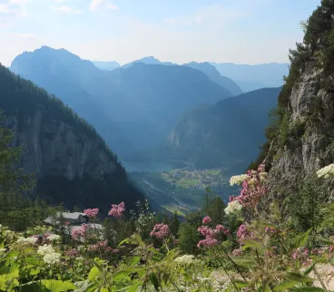 Austria Mountains Flowers Sun Valley