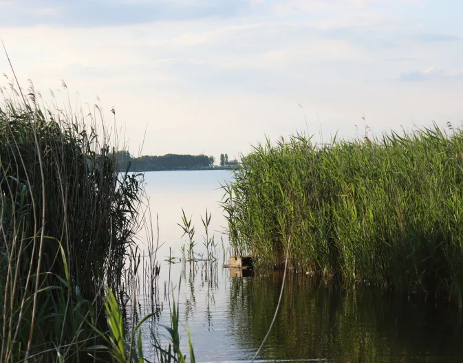 Veluwemeer grass