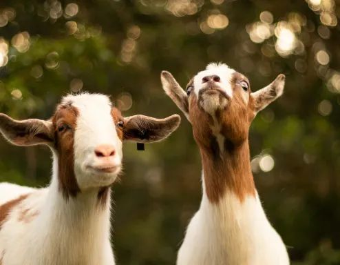 Brown White Goats