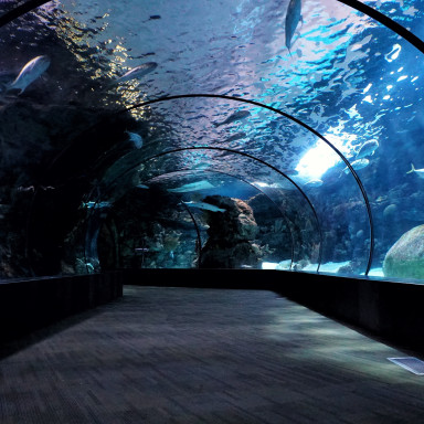 aquarium tunnel zoo animals