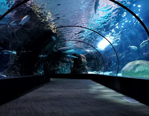 aquarium tunnel zoo animals