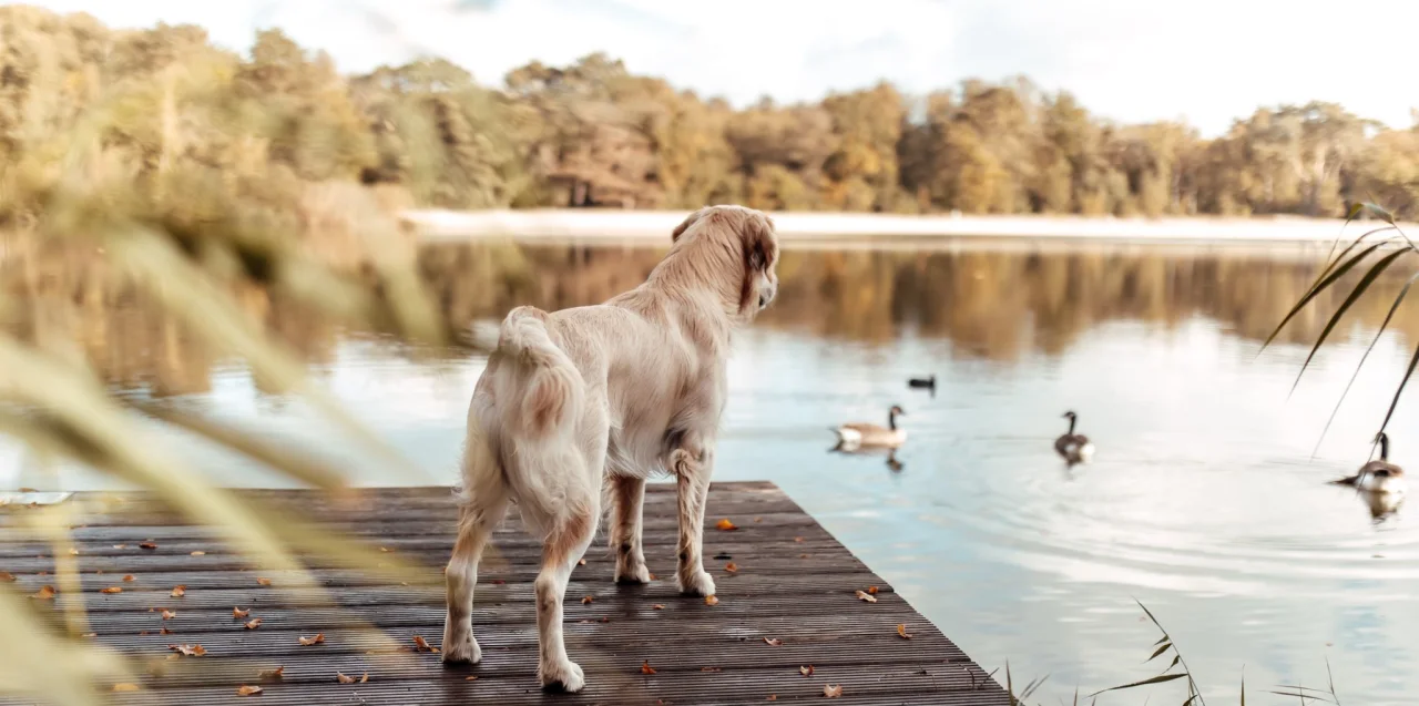 dog lake EuroParcs Zilverstrand