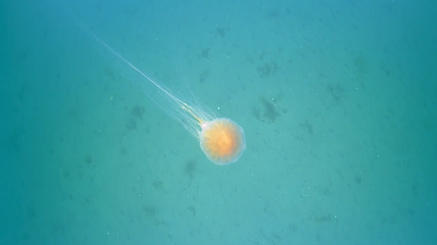 jellyfish
