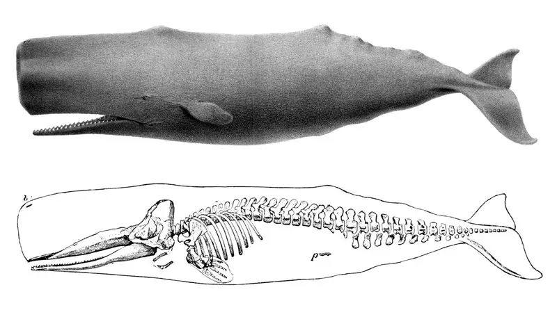 Whale anatomy