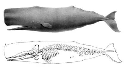 Whale anatomy
