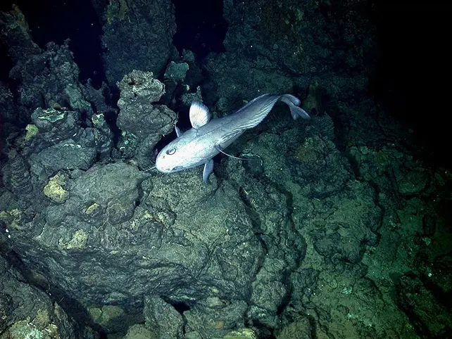 ocean floor and fish