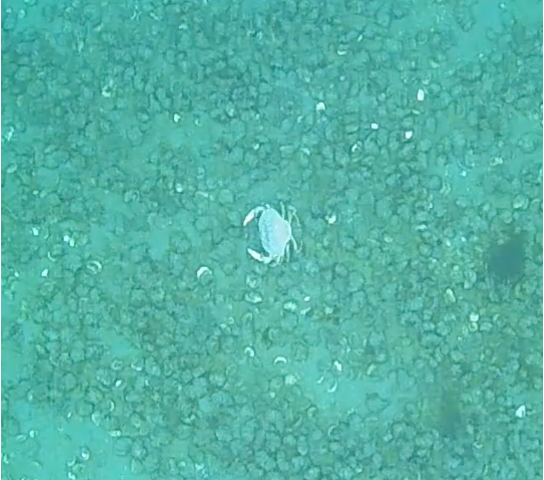 crab