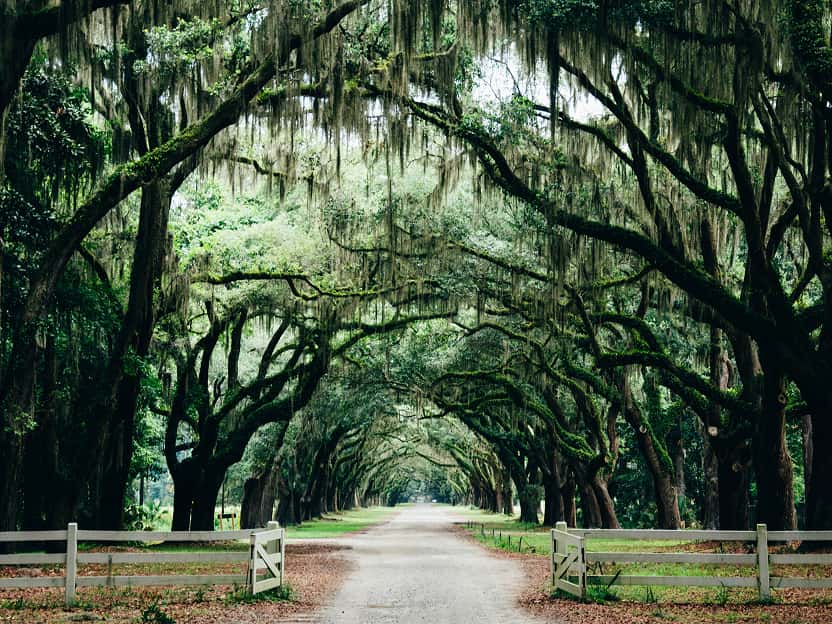Image showing oak trees draped in Spanish moss lining a country road in Georgia.