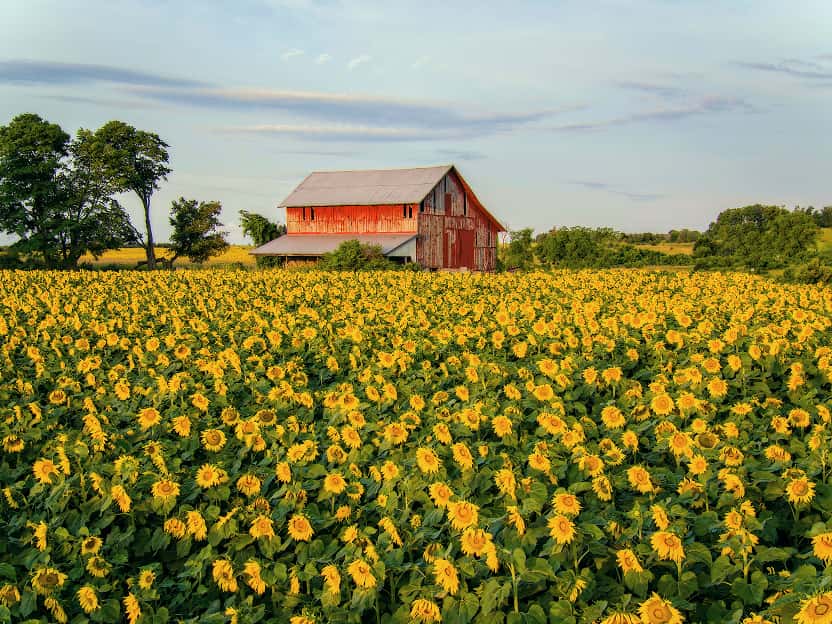 Image showing sunflower fields under a wide blue sky in Nebraska.