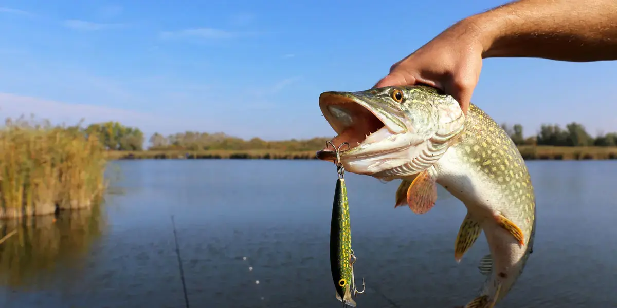 Waidwerk Header, Arm mit Fisch in der Hand