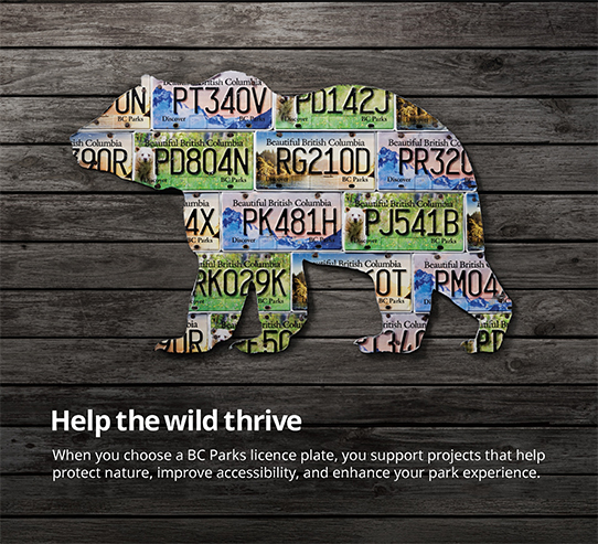 Bear-shaped outline filled with British Columbia parks license plates mounted on a wood-paneled wall, accompanied by text explaining that choosing a BC Parks license supports projects that protect parks, improve accessibility, and enhance visitor experiences.