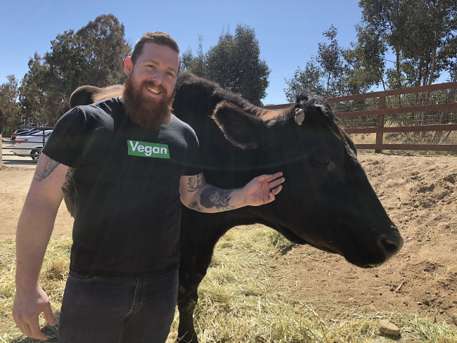 Nick Squires with a cow