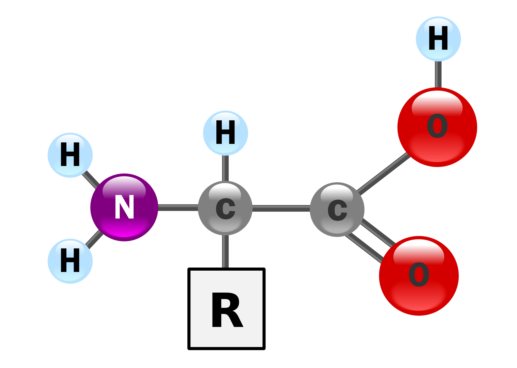 Alpha amino acid