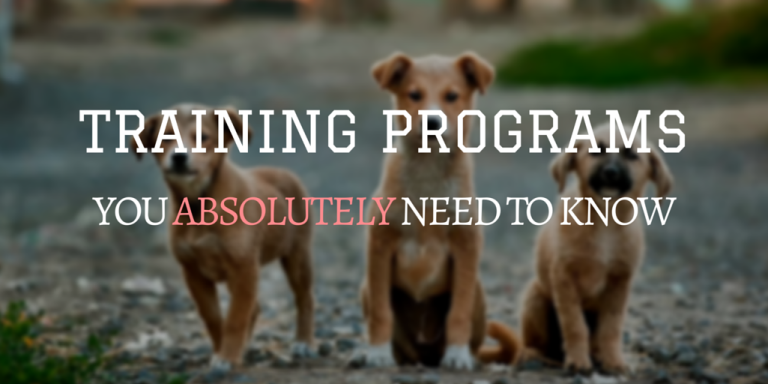 The training programs you absolutely need to know