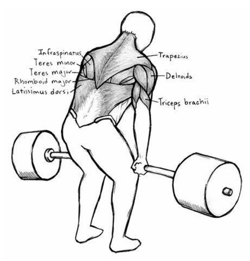 Deadlift muscles