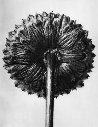 Karl blossfeldt 31