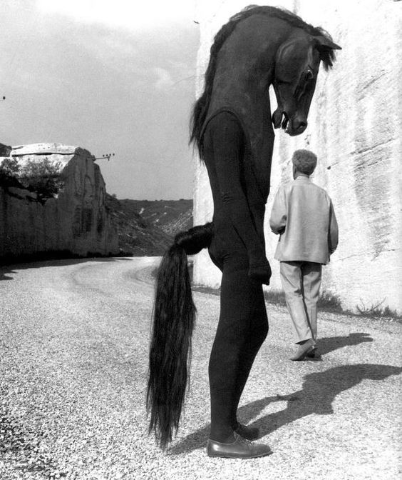 Le testament d orphe  e  1959   jean cocteau  horse