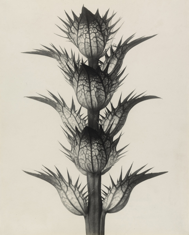 Karl blossfeldt german 1865e280931932 acanthus mollis web