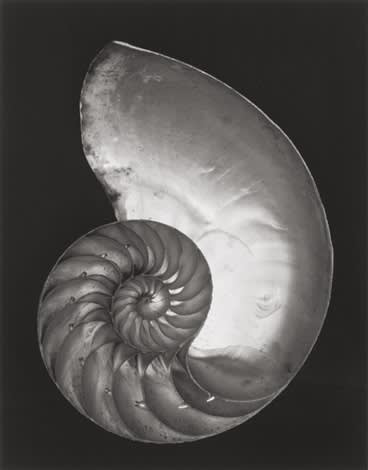  Edward Weston, Shell, 1927 
