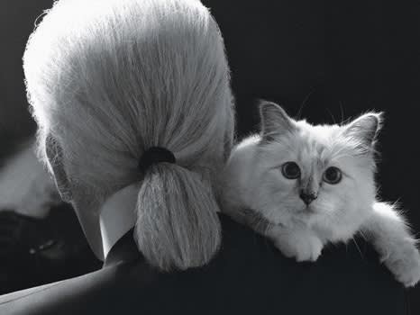 Header image fustany   article main   news   karl lagerfeld and his cat