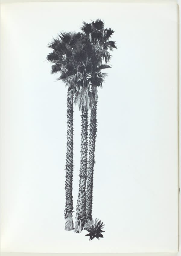 Ed ruscha  a few palm trees  1971