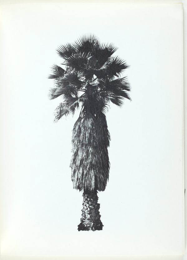 Ed ruscha  a few palm trees  1971 
