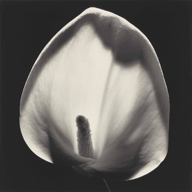  Robert Mapplethorpe , Flora 