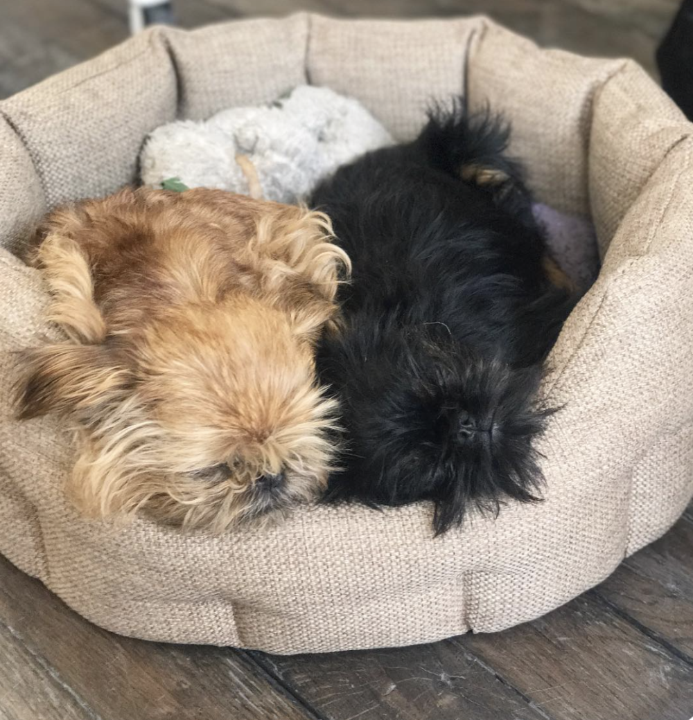  Gypsy (Left) and Coco (Right) , Sleeping 