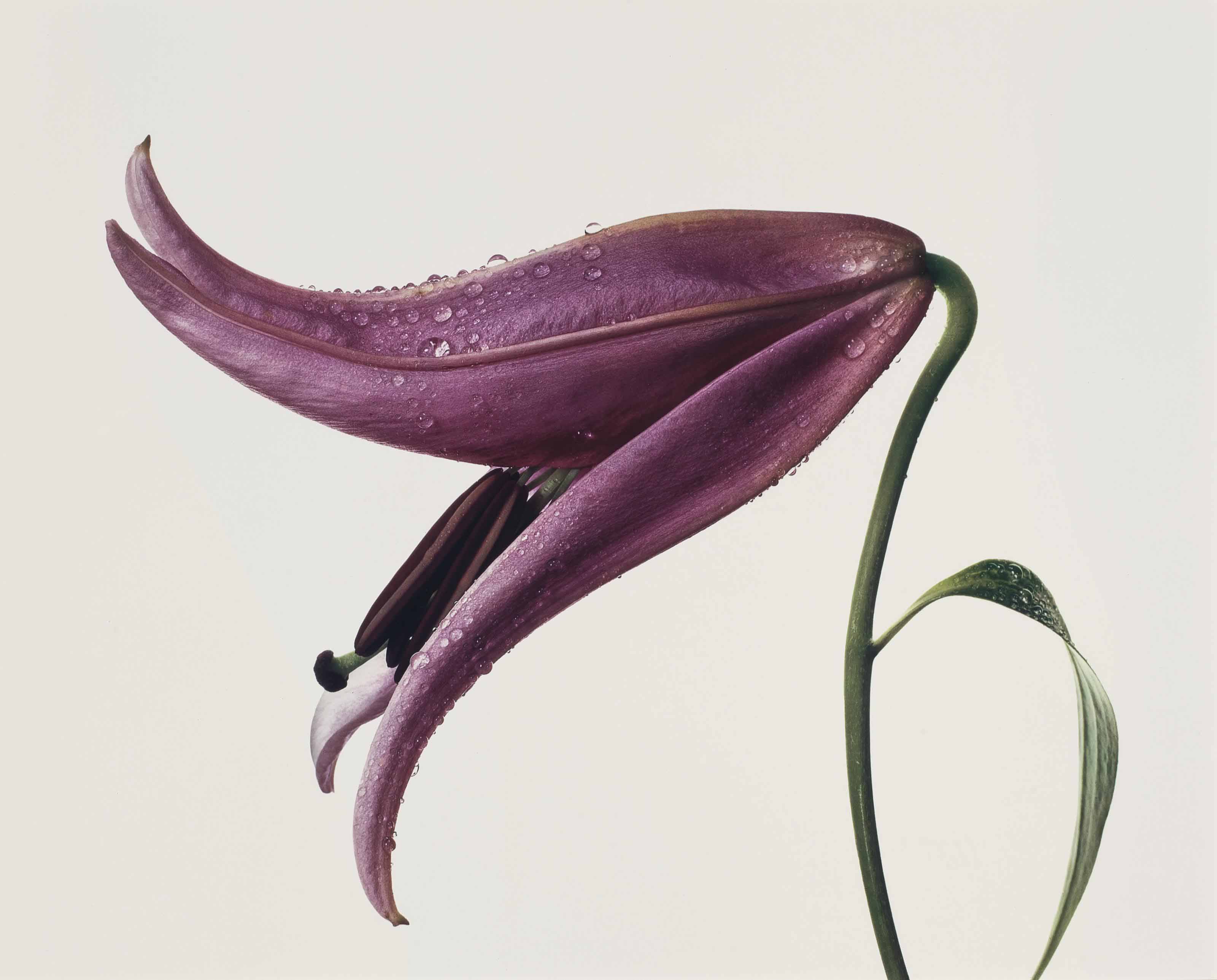 Irving penn  lily  imperial pink  new york  1971