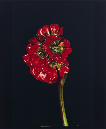 Nobuyoshi araki  painting flower  2004   2014