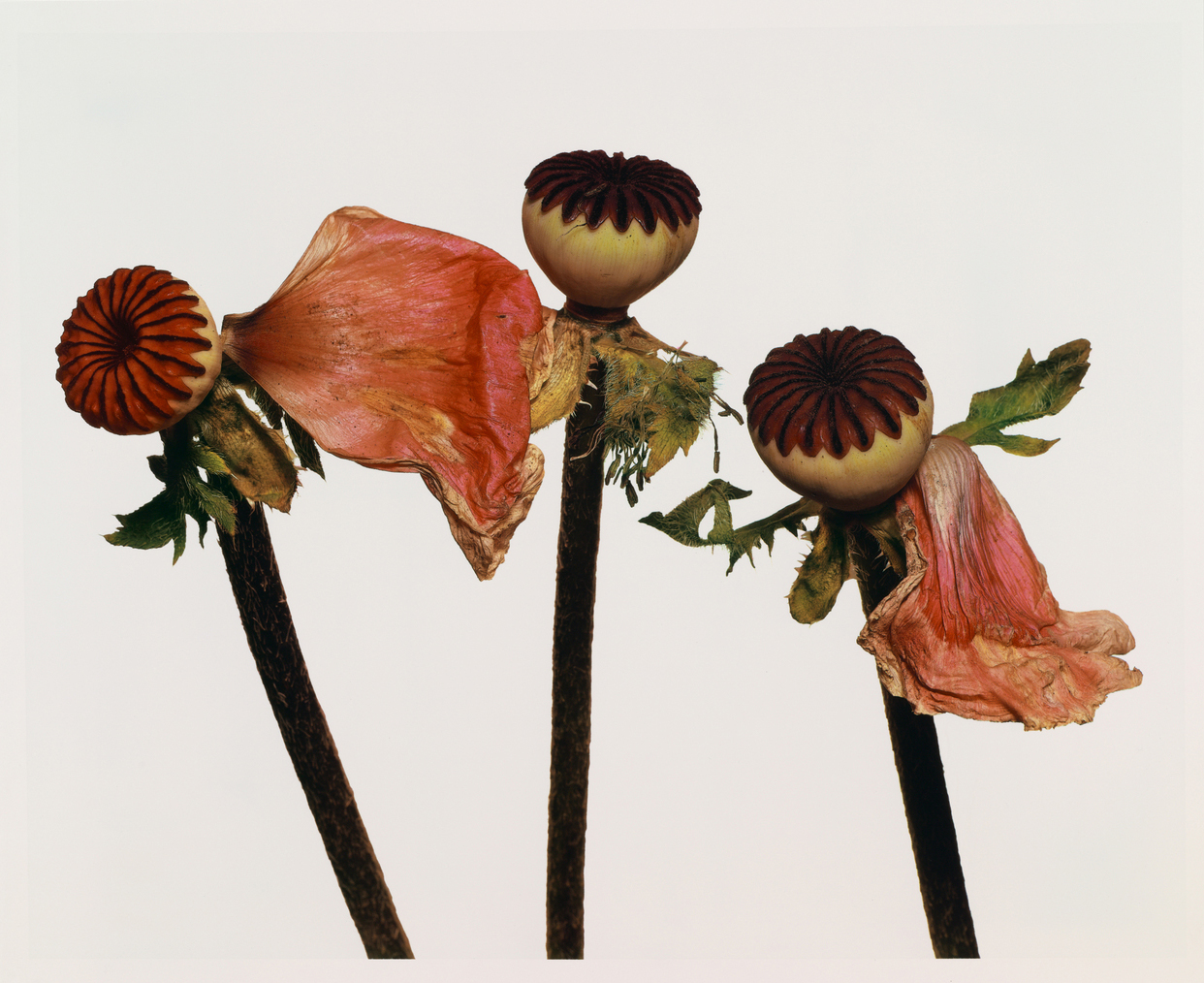 Irving penn  single oriental poppy  1968