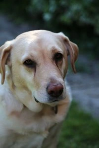 Lesley's dog Gus, a blonde Labrador