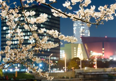 Image of night cherry blossoms in the city