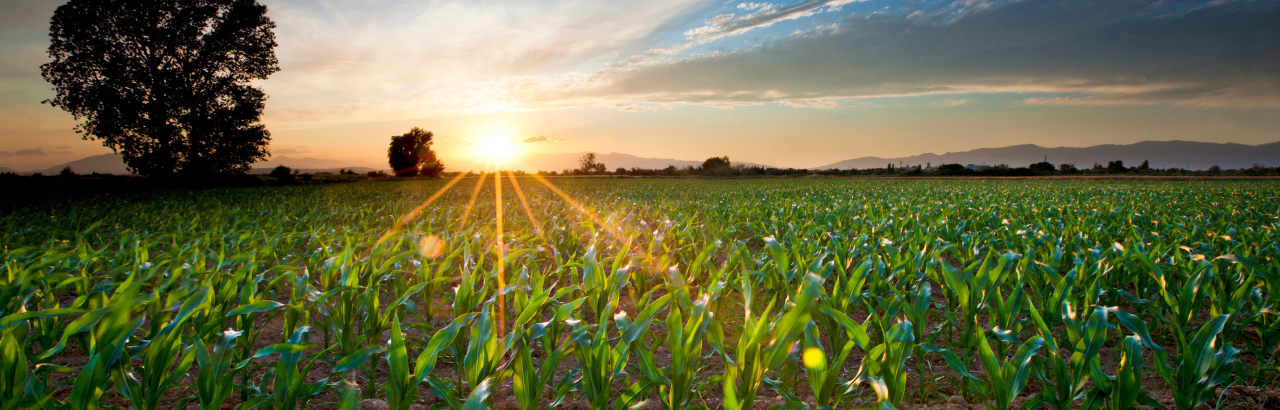 The sun rises over a field of young corn.