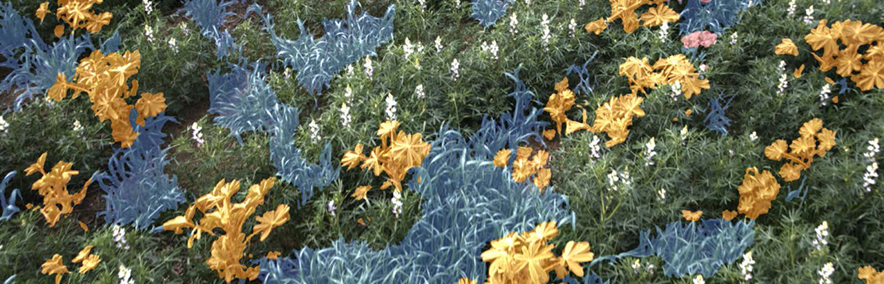 An image showing artificial intelligence identifying weeds within a growing crop.