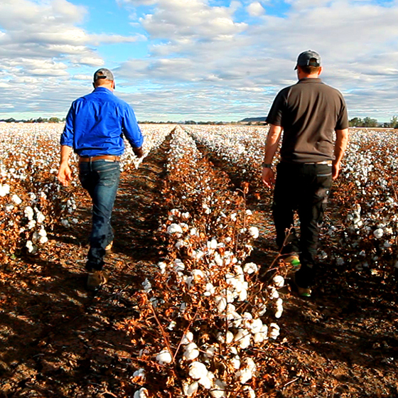 A farmer and his advisor talk while walking through a field of cotton.