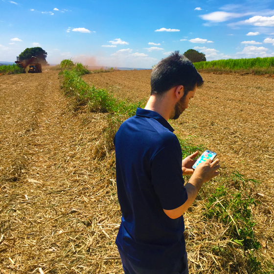 A farmer looks at their Trimble Ag Software data on a mobile phone while standing in a sugarcane field.