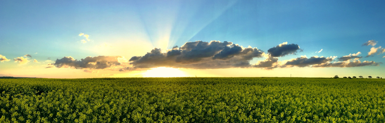 An open green field during sunset with clouds