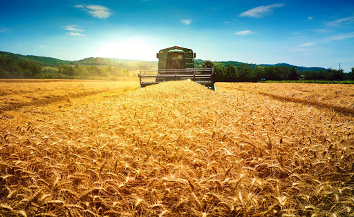 A combine harvests a field of wheat.